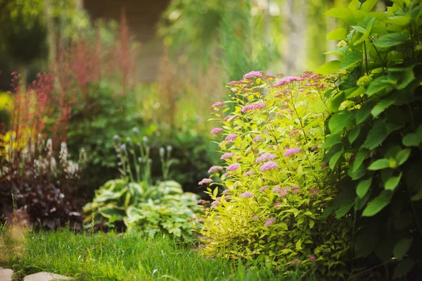 Μικτά Σύνορα Κήπων Ανθισμένα Spirea Japonica Κίτρινο Πριγκίπισσα Ορτανσία Annabell — Φωτογραφία Αρχείου