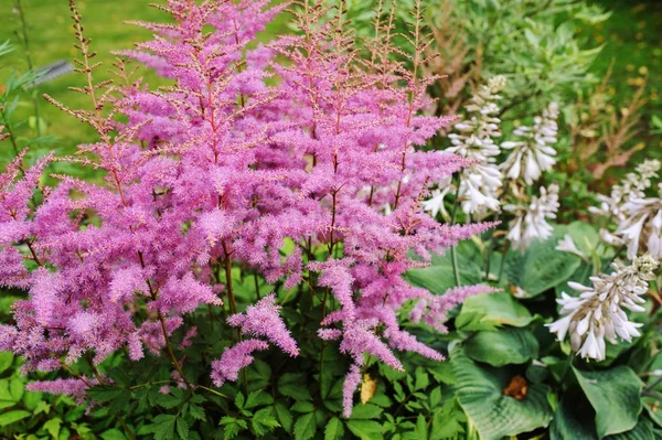 Kleurrijke Bloeiende Astilbe Zomertuin Gemengde Grens Met Hosta Cornus Struiken — Stockfoto