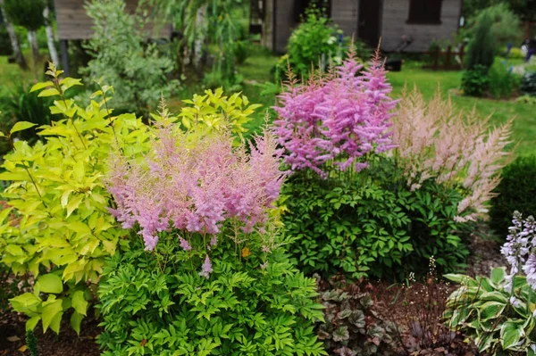 Colorful Blooming Astilbe Summer Garden Mixed Border Hostas Cornus Shrubs — Stock Photo, Image