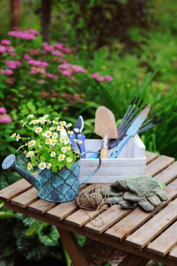 Yaz aylarında Bahçe iş natürmort. Papatya çiçekler, eldiven ve toold ahşap tablo açık arka plan üzerinde çiçek açan çiçekler ile güneşli gün.
