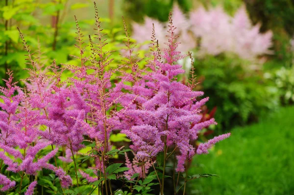 Farverige Blomstrende Lyserød Astilbe Sommerhaven Blandet Grænse - Stock-foto