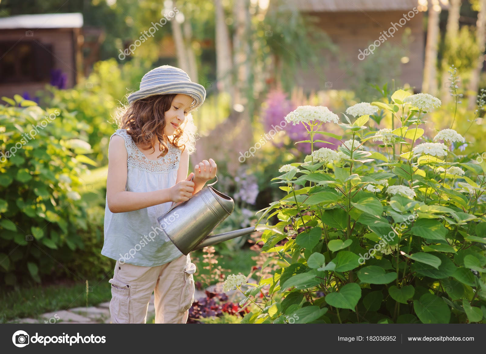 Полив гортензии. Как поливать гортензию садовую. Как поливать гортензию садовую. Как поливать гортензию садовую. Как поливать гортензию садовую.