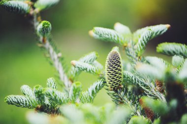 Abies koreana Silberlocke yakın çekim ile koni, Simli curvy iğneler ile Kore göknarı, yeni cüce Tarõmõn