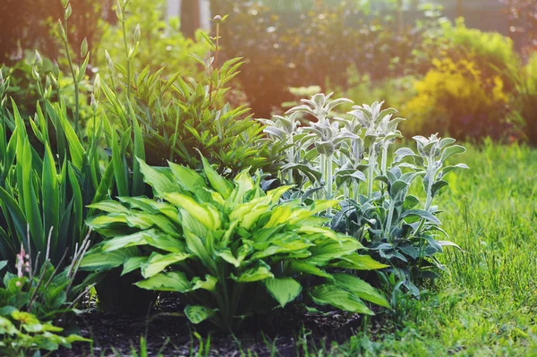 Byzantina 羔羊耳 种植在花坛与霍斯塔什和其他常年在夏季花园 景观设计中的银叶植物 — 图库照片