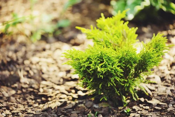 Byly Vysázeny Zahradě Juniperus Lime Glow — Stock fotografie