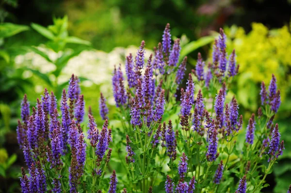 Spikelet Veronica Piantato Confine Misto Con Alchemilla Mollis Giardino Estivo — Foto Stock