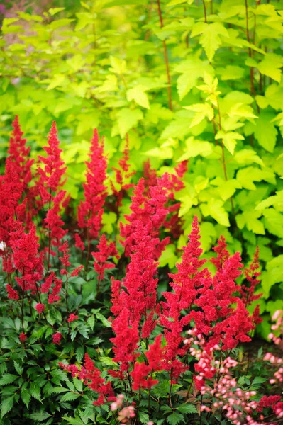 Colorful Blooming Astilbe Summer Garden Mixed Border Hostas Cornus Shrubs — Stock Photo, Image