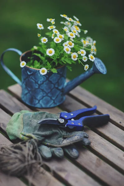 Trädgårdsarbetet Stilleben Sommar Kamomill Blommor Handskar Och Toold Träbord Utomhus — Stockfoto
