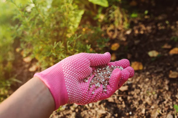 Nawożenie Roślin Ogrodowych Lecie Ogrodnik Dłoń Rękawicy Robi Yardwork Sezonowe — Zdjęcie stockowe