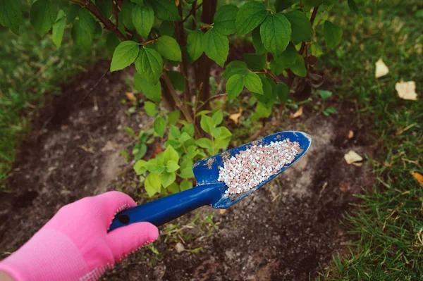 Fertilizing Garden Plants Summer Gardener Hand Glove Doing Seasonal Yardwork — Stock Photo, Image