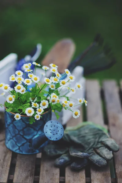 Trabalho Jardim Ainda Vida Verão Camomila Flores Luvas Toold Mesa — Fotografia de Stock