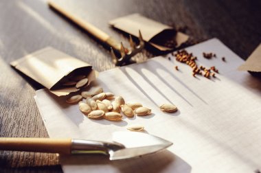 bahar bahçe sebze tohum Ekim ve planlama için hazırlık. Kabak, kişniş etiketleri, turba tencere ve not defteri araçları. Mevsimlik Bahçe çalışma.