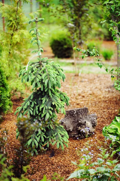 エゾマツ トウヒ 春の新芽 グラウカ振子の針葉樹 ガーデン コレクションのコニファーを泣きながらレア — ストック写真