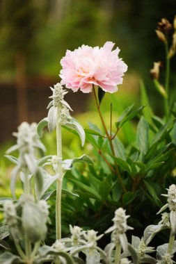 Pink peony blooming in spring garden, planted in mixed border with silver stachys clipart