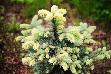 Picea (spruce) pungens Bialobok, very showy rare conifer with white sprounts in spring clipart
