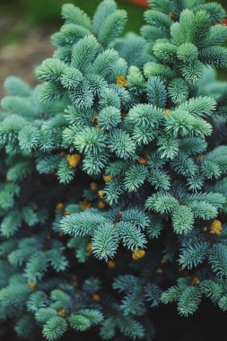 (Ladin) Picea pungens Glauca Globosa Bahçe, cüce mavi kozalaklı