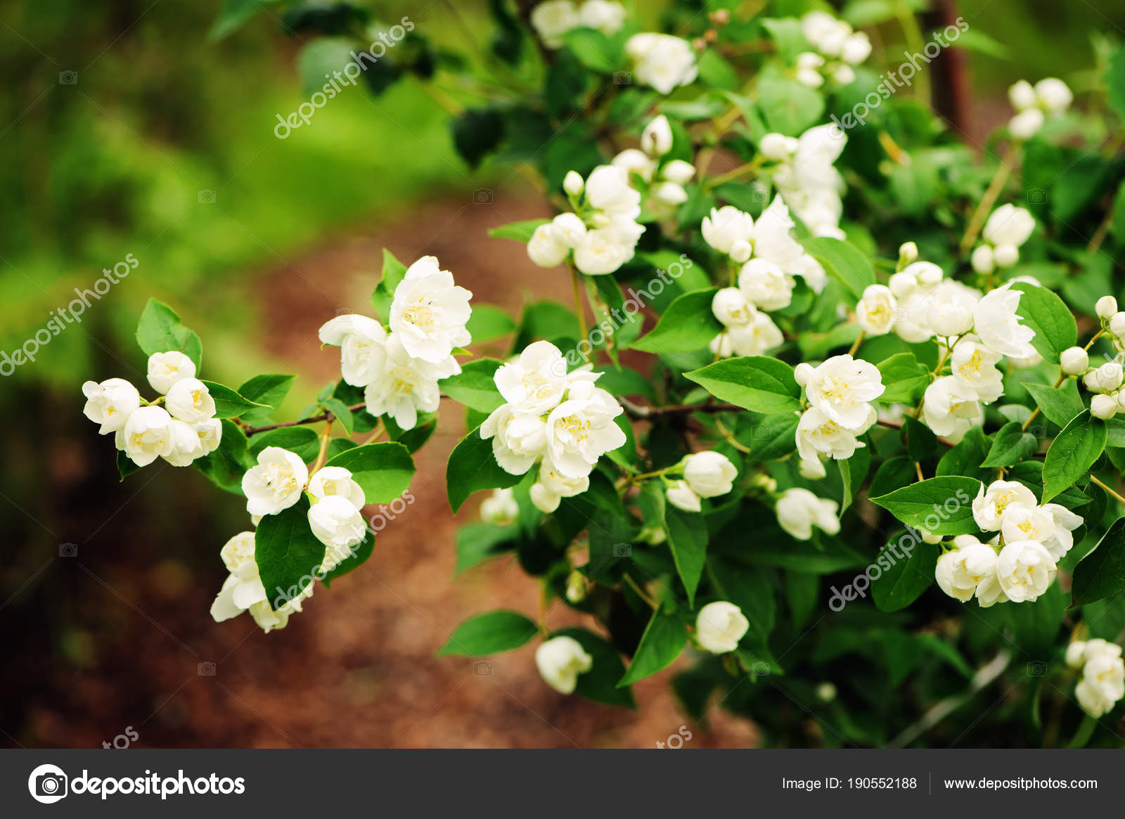 Fleurs Blanches Des Arbustes Mock Orange Philadelphus Qui