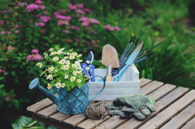 garden work still life in summer. Camomile flowers, gloves and toold on wooden table outdoor in sunny day with flowers blooming on background. clipart