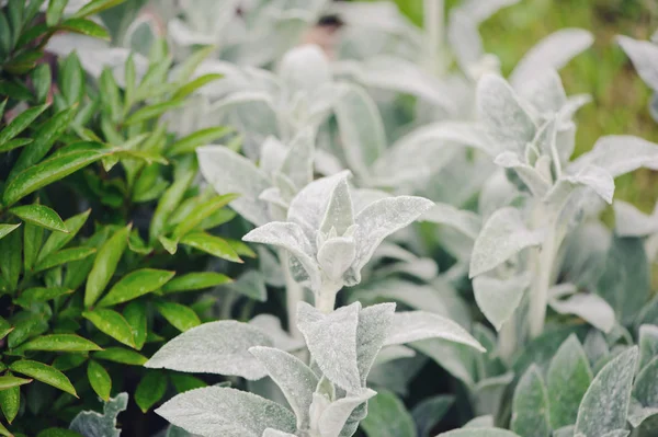 Stachys Byzantina Lamb Ears Planted Flowerbed Hostas Other Perennial Summer — Stock Photo, Image