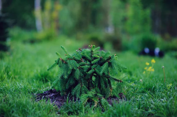 Picea Abies Acrocona Young Unusual Weeping Conifer Garden Collection — Stock Photo, Image