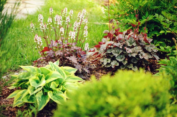 Együtt Hostas Astilbes Nyári Kertben Ültetett Piros Heuchera — Stock Fotó