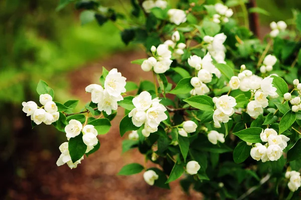 Weiße Blüten Von Scheinorangenstrauch Philadelphus Der Sommergarten Blüht — Stockfoto