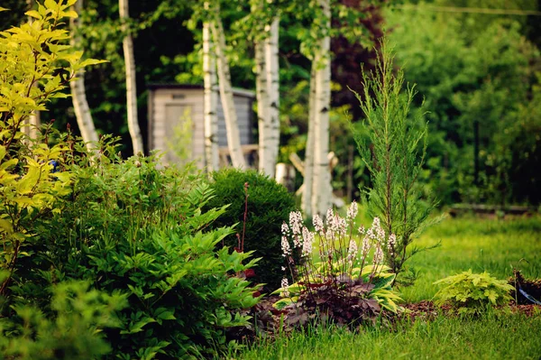 Vista Giardino Estivo Con Conifere Perenni Betulle Sullo Sfondo — Foto Stock