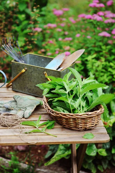 自身の庭から新鮮な有機ミントを選ぶ ファーム Homegrowth ハーブと自然ケア概念で夏 Gardenwork — ストック写真
