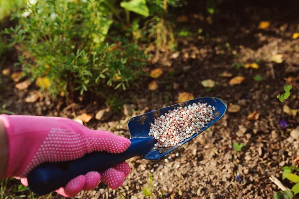 Fertilizing Garden Plants Summer Gardener Hand Glove Doing Seasonal Yardwork — Stock Photo, Image