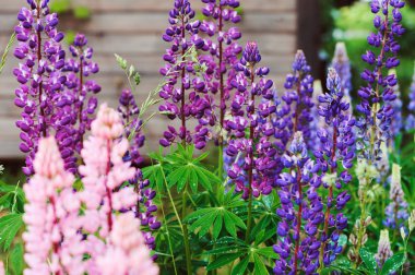 Various lupine flowers blooming in summer garden clipart