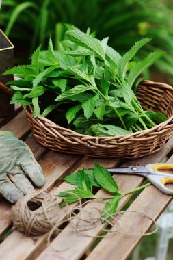 Taze organik nane kendi Bahçe tespit. Yaz gardenwork çiftliği, homegrowth otlar ve doğa bakım kavramı.