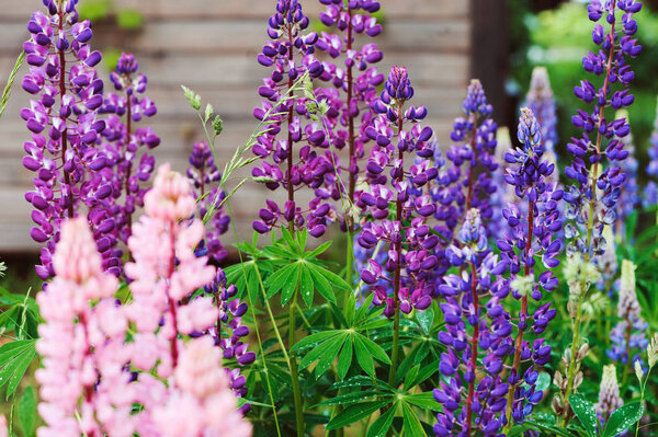 Various lupine flowers blooming in summer garden