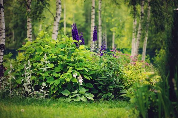 Gemengde Overblijvende Grens Met Hosta Spirea Japonica Delphinium Andere Vaste — Stockfoto