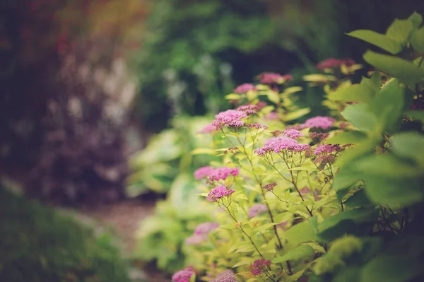 Kombinovaný Zahradní Hranice Kvetoucí Japonica Tavolník Žluté Princezna Hortenzie Annabell — Stock fotografie