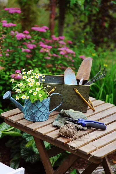 garden work still life in summer. Camomile flowers, gloves and toold on wooden table outdoor in sunny day with flowers blooming on background.