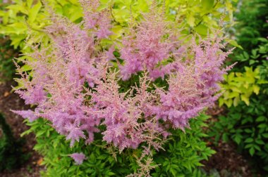 colorful blooming astilbe in summer garden in mixed border with hostas and cornus shrubs clipart