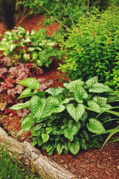 Brunnera Jack Frost Istutettu Sekoitettu Rajalla Iwith Mänty Kuori Kappaletta — kuvapankkivalokuva