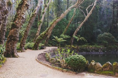 Sintra, Portekiz Park Pena Sarayı. Gizli ormanlık keşfetmek yağmur ormanları ile vahşi eğrelti otları,.