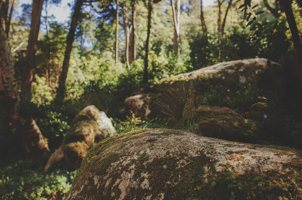 Park of Pena Palace in Sintra, Portugal. Rainforest with wild ferns, exploring secret woodland.