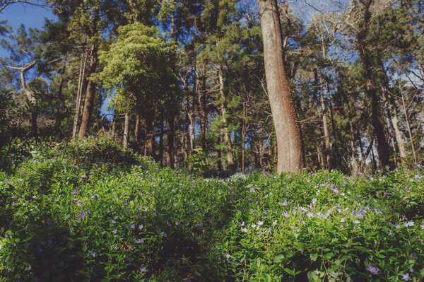Park of Pena Palace in Sintra, Portugal. Rainforest with wild ferns, exploring secret woodland.