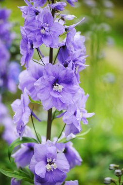 Delphinium closeup yaz bahçesinde çiçeklenme. Güzel mavi çiçekli çok yıllık bitkiler büyüyen