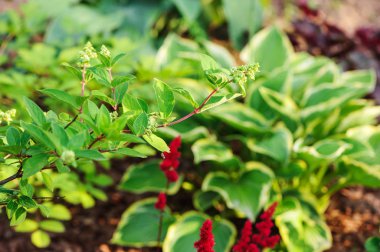 Hosta ile diğer uzun ömürlü yaz bahçesinde dikildi