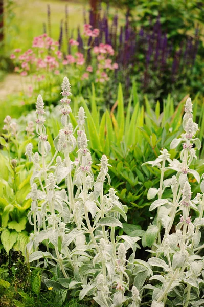 Stachys Bárány Fülébe Virágágyásba Beültetett Egyéb Virágzó Évelők Nyári Kert — Stock Fotó