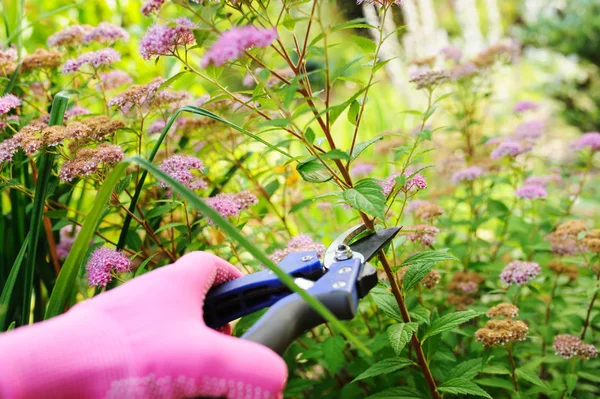 Aparar Arbusto Spirea Japonica Após Floração Trabalho Jardim Sazonal Verão — Fotografia de Stock