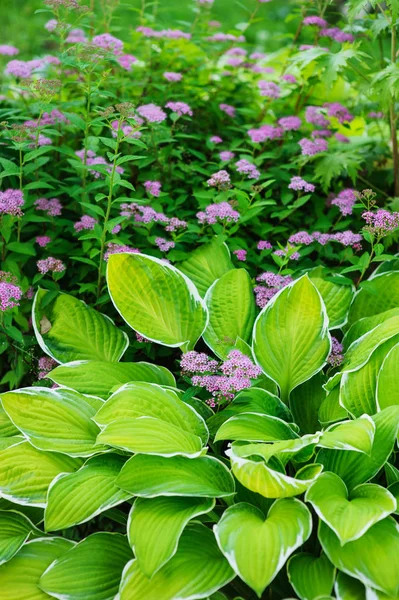 Hosta Planted Summer Garden Other Perennials — Stock Photo, Image