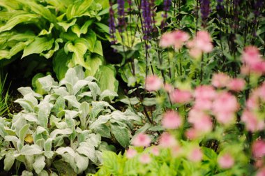 stachys (kuzu kulağı) ile yaz bahçesinde çiçek açan diğer uzun ömürlü flowerbed içinde dikti