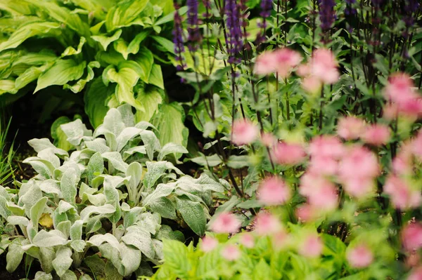 Στάχυς Αρνί Αυτιά Φυτεύονται Παρτέρι Άλλα Άνθισης Perennials Στον Κήπο — Φωτογραφία Αρχείου