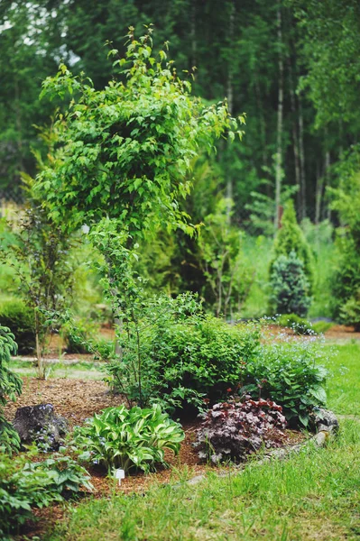 Trädgård Detalj Med Sommaren Blandad Gränsen Med Hosta Heucheras Och — Stockfoto