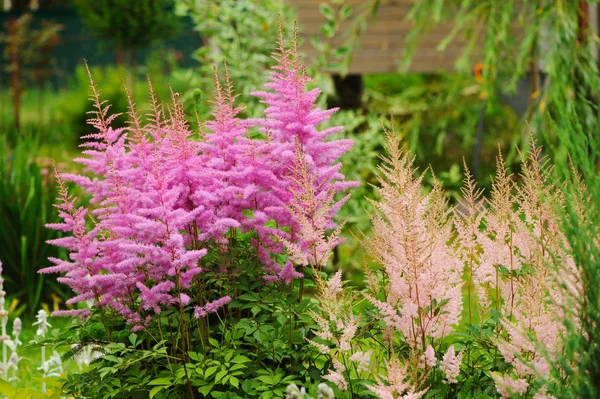 五颜六色的盛开的粉红色新妇在混合边界夏季花园 — 图库照片