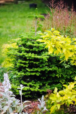 Abies koreana, ilkbaharda taze tomurcukları ile Kore göknarı Tarõmõn